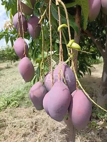 Área com 12,5 Hectares em Petrolina/PE! - Foto 4