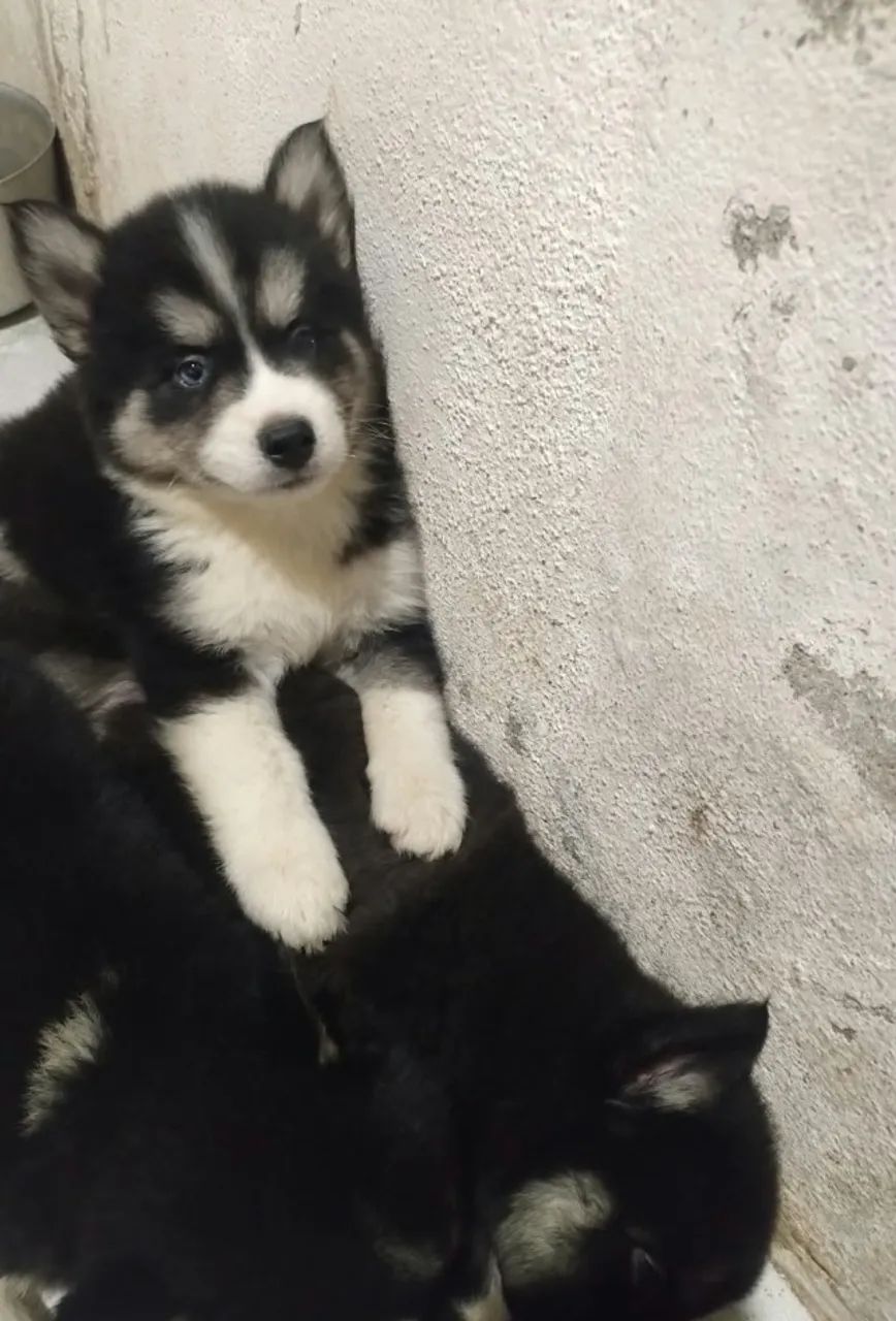 Husky Siberiano com Pedigree