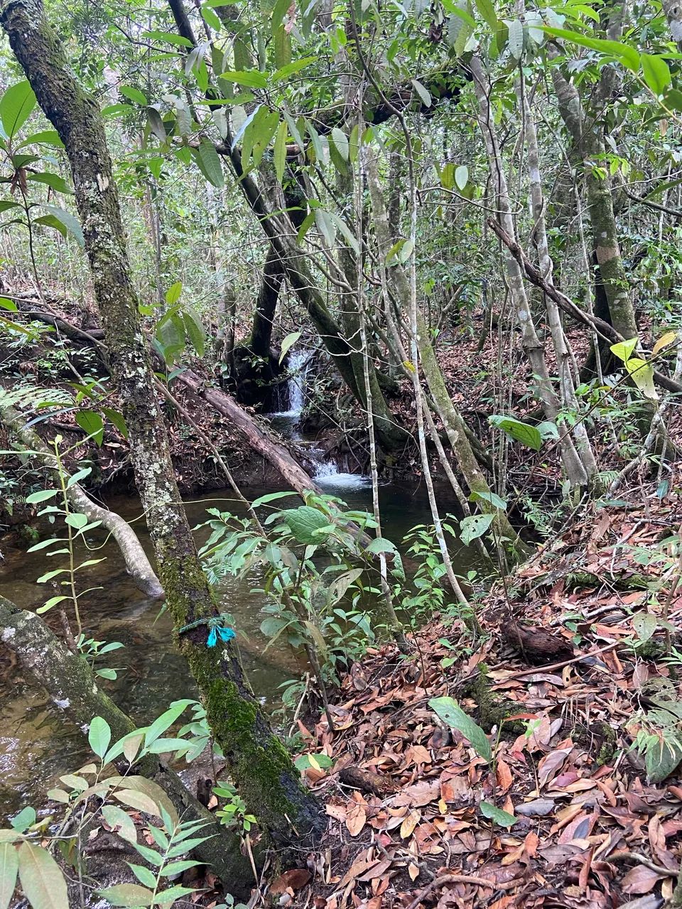 Terra da Paz  - Foto 2