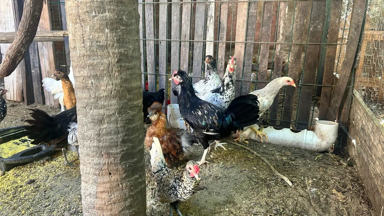 Frangos diversas Raças  - Foto 4