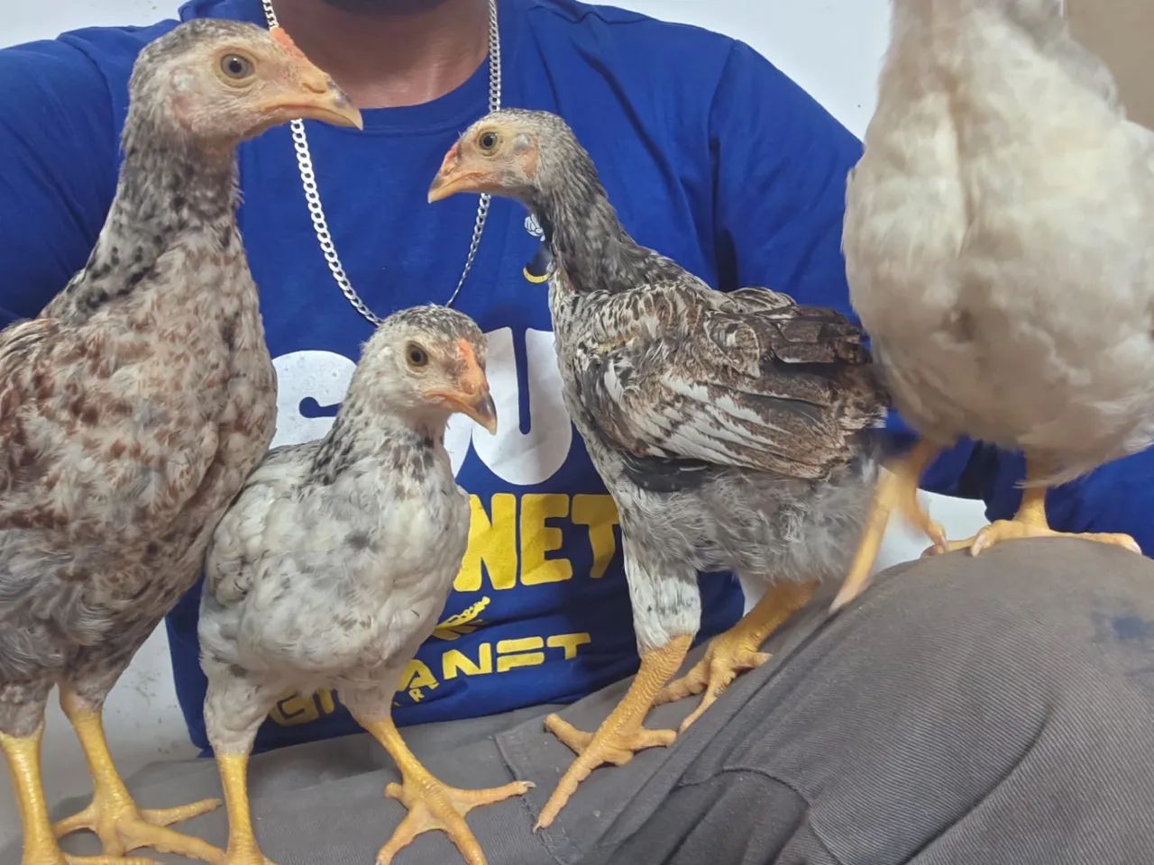 Franguinho CCR BK (Charrua) apartir de 10 unidade  - Foto 3