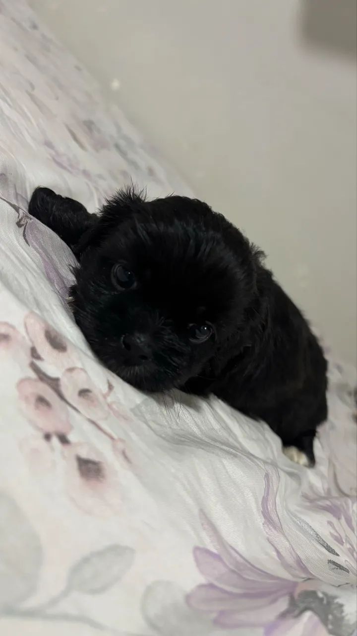 Shitzu  - Foto 3