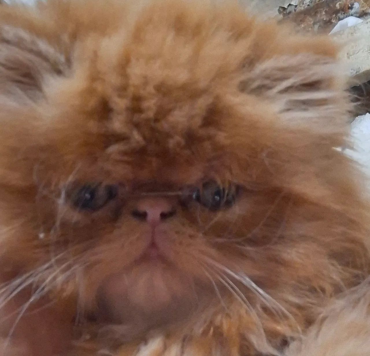 Gato persa Macho laranja  1800.00
