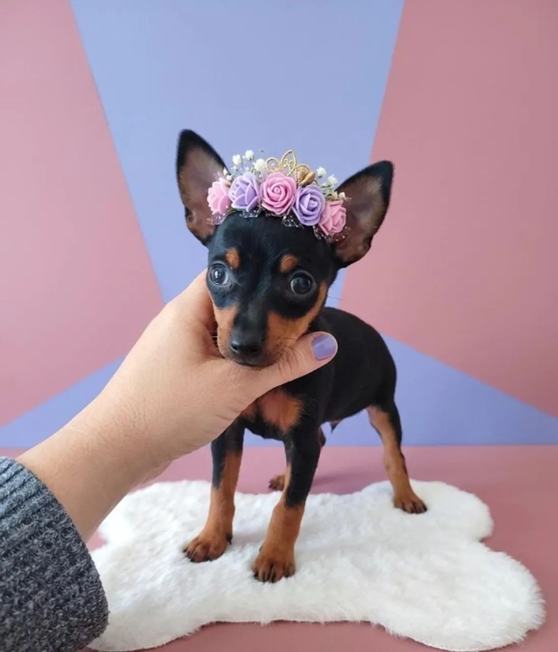 Pinscher Companheiro Ideal