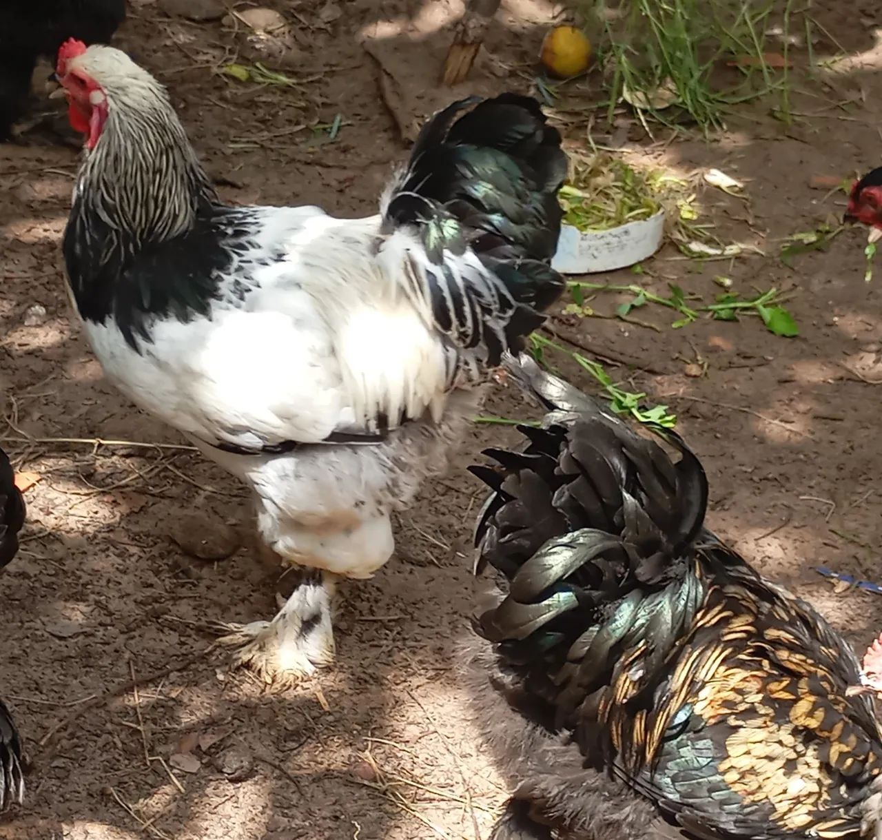 Frangos e frangas , galos e galinhas Brahma ovos Galados da raça brahma  - Foto 3