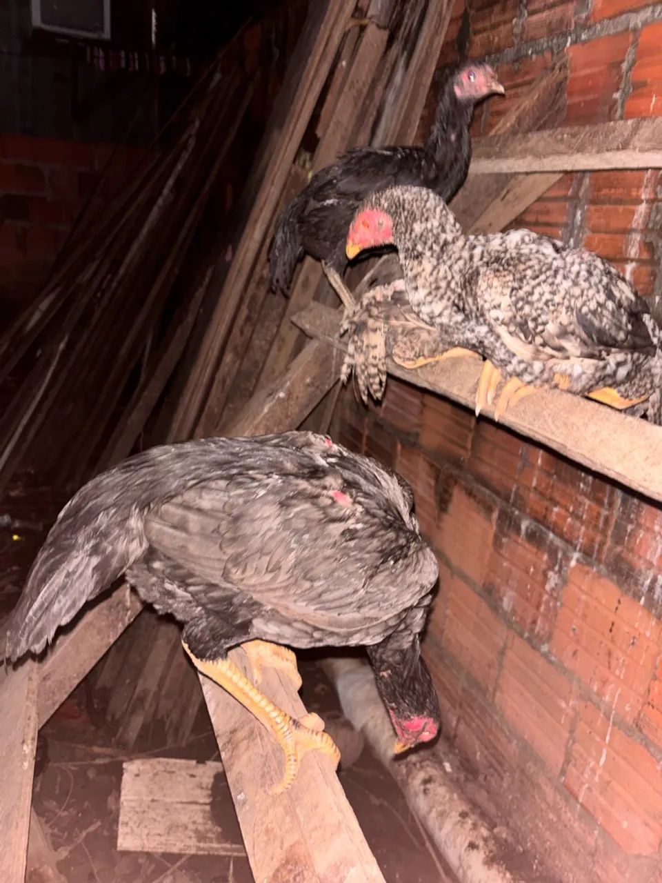 Frango indiano