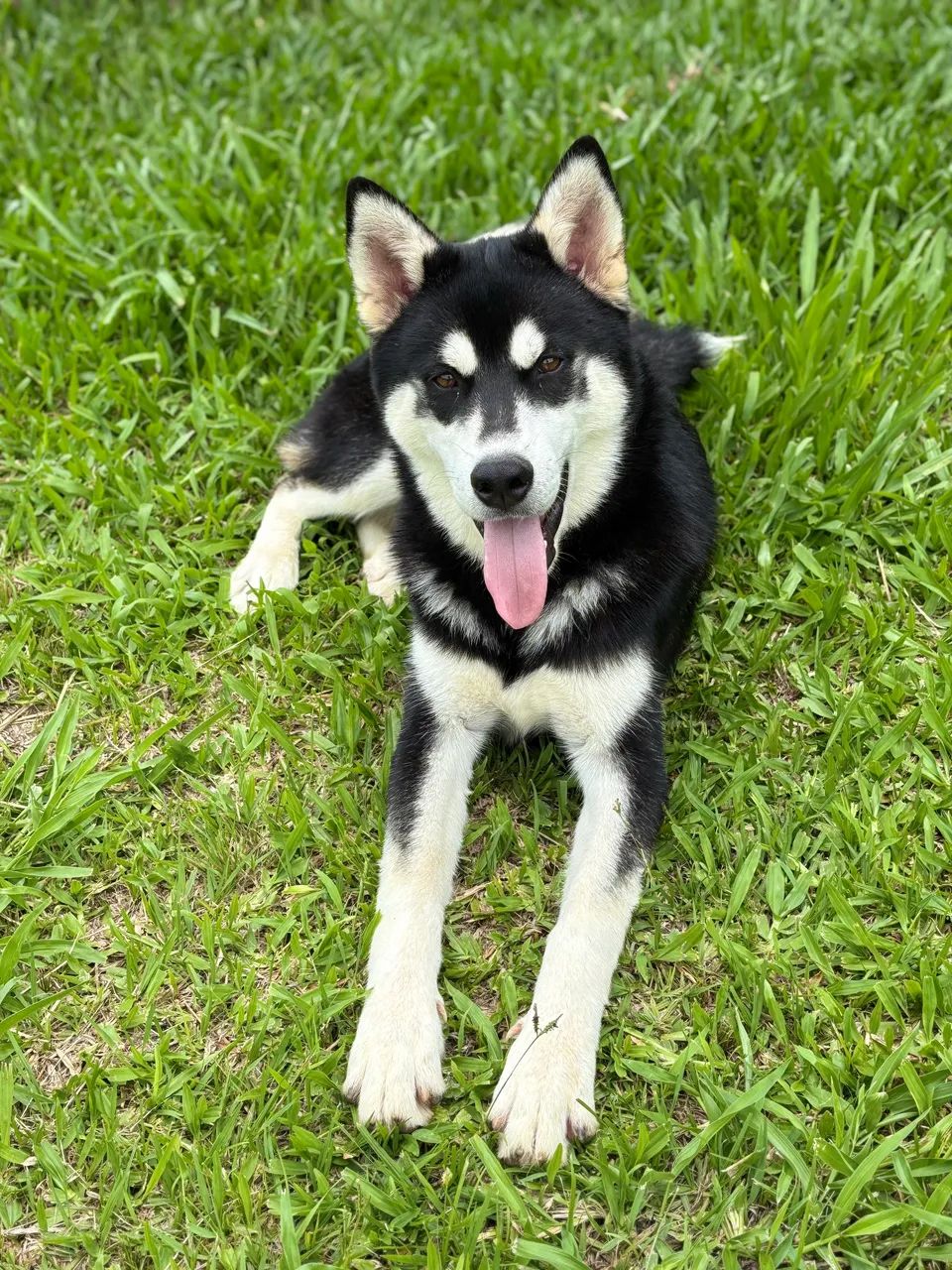 Husky Siberiano - Foto 3