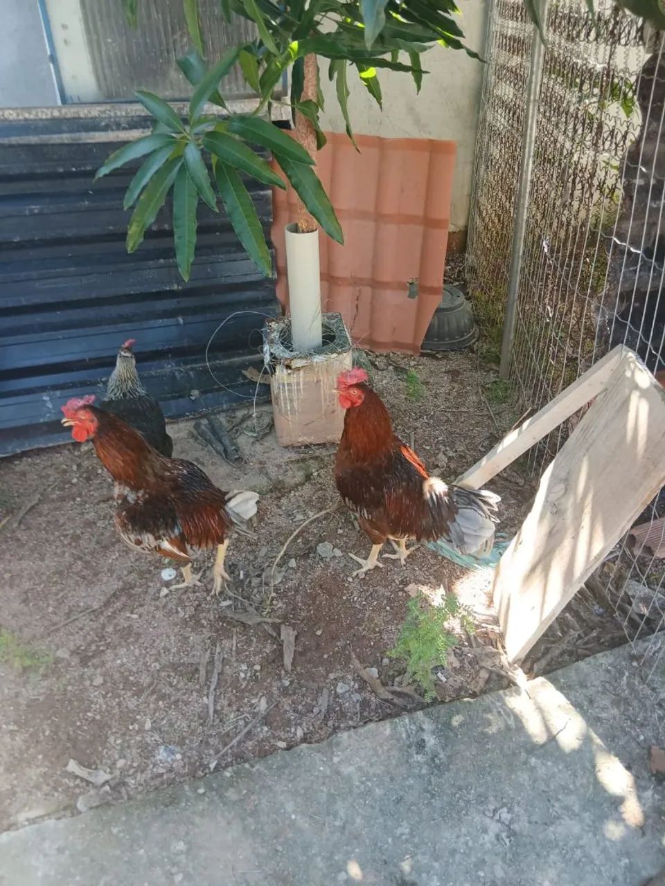 Galos  - Foto 2