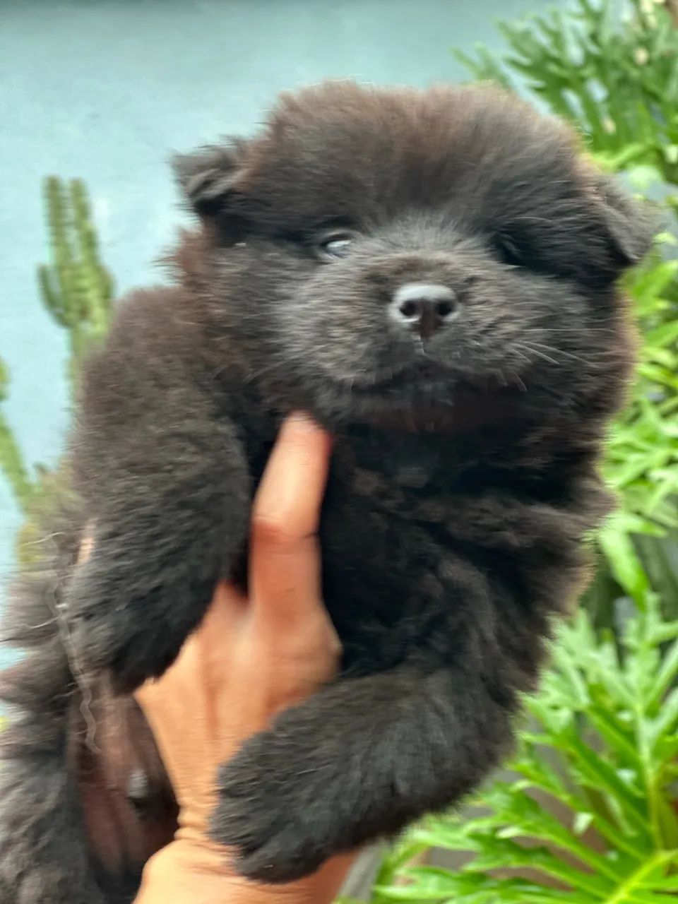 Filhote de chow chow R$250 - Foto 4