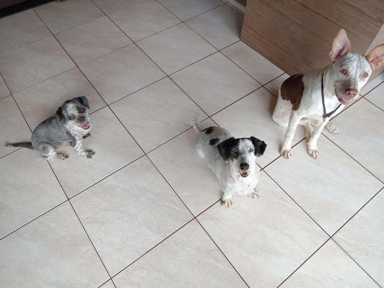 Adestramento de cães  - Foto 4