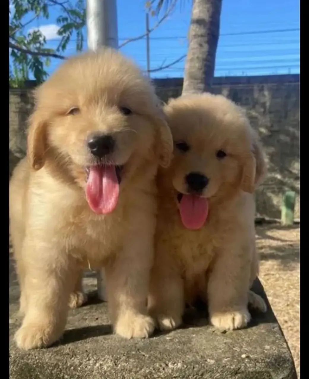 Golden retriever com pedigree 