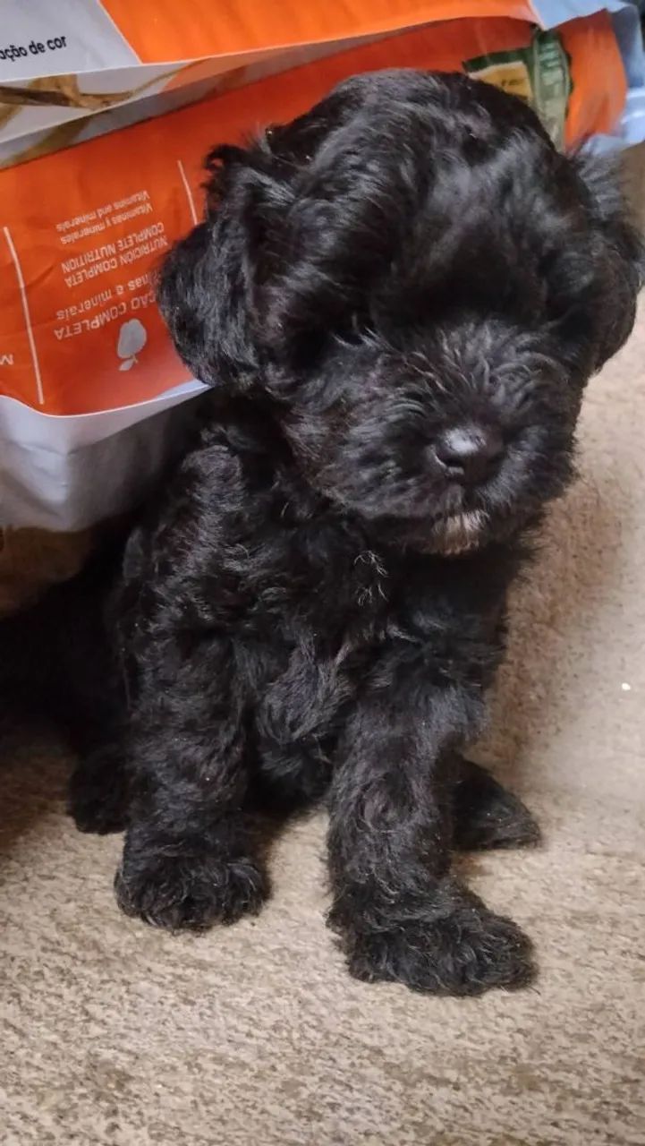 Poodle machinhos  - Foto 4
