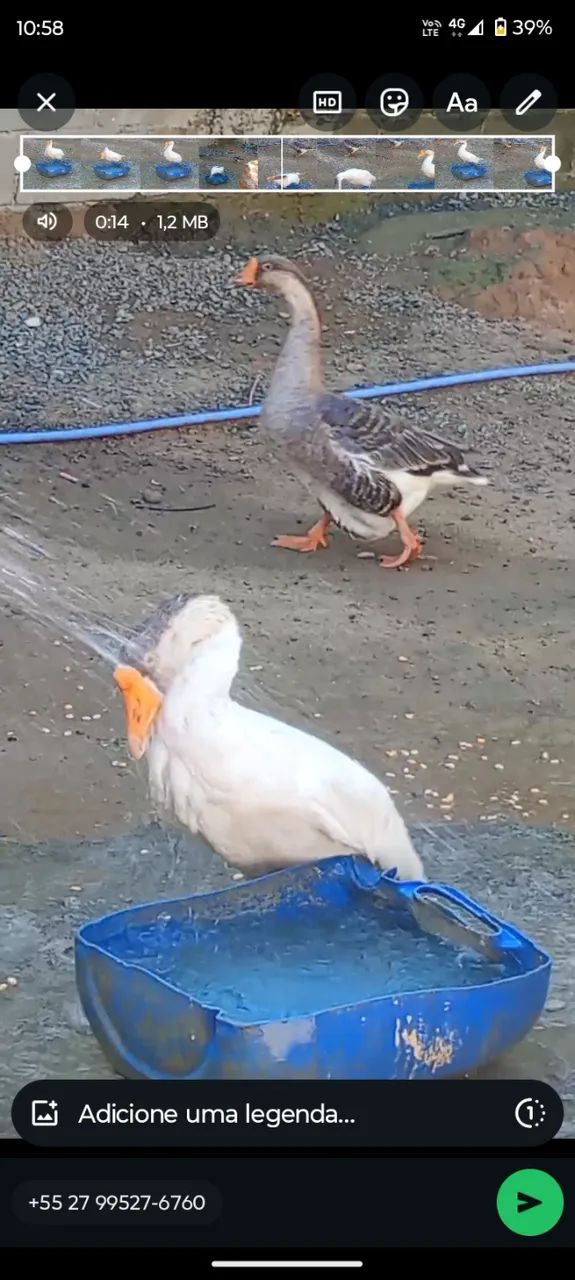 Vendo casal de gansos 500 reais Ou troco por galinhas e galo - Foto 2