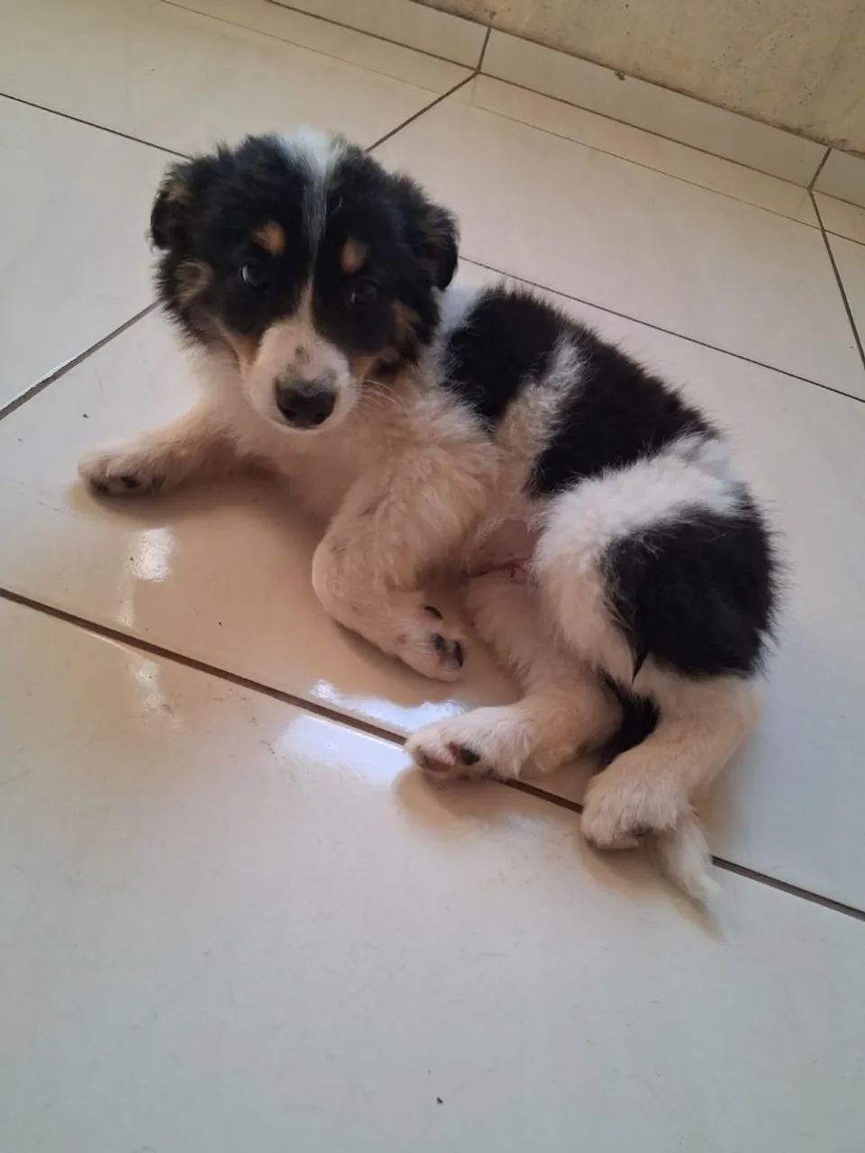 Border Collie - Foto 4