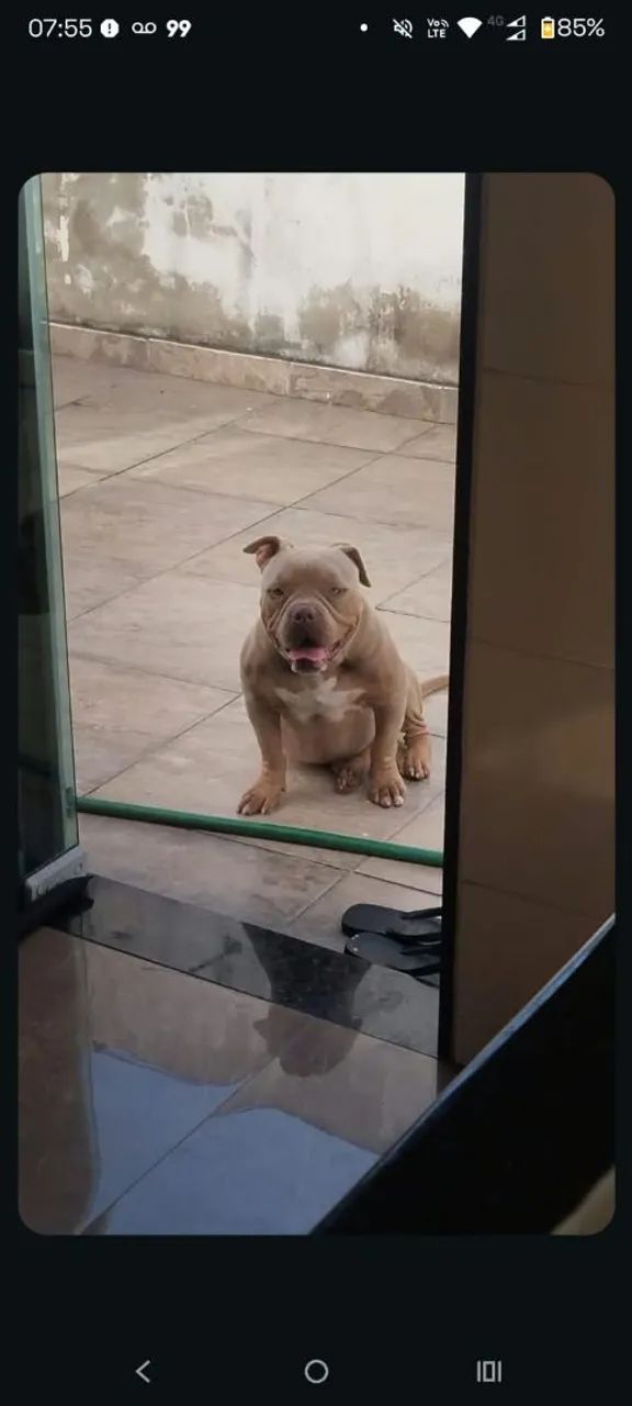 Pitmonster 1ano 2 meses  