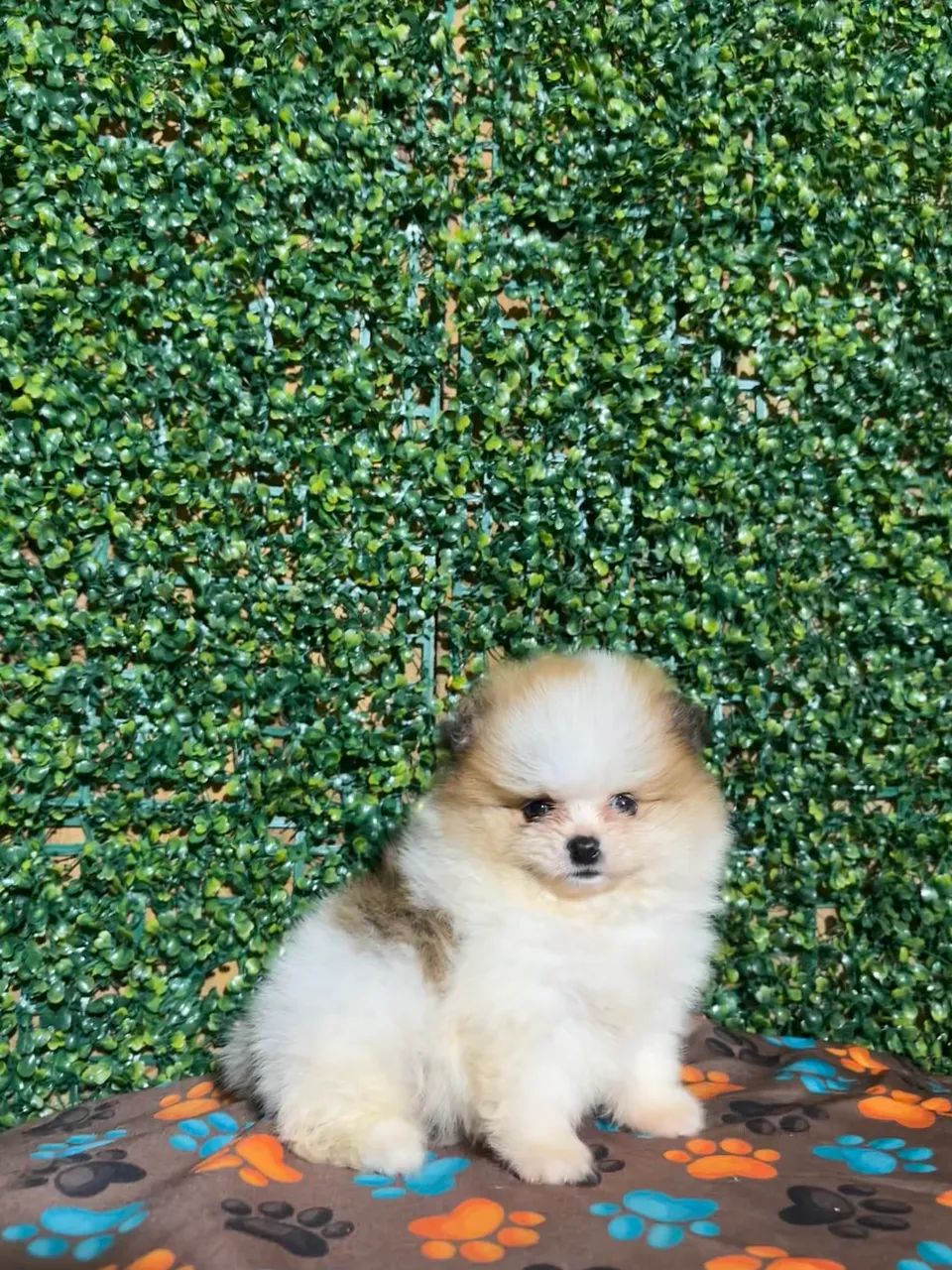Spitz alemão  - Foto 3