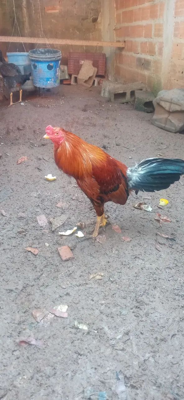 Galo bankiva