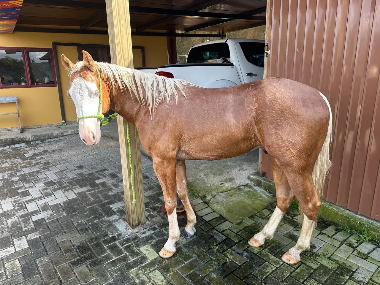 Potro Cavalo Quarto de Milha Gunner - Foto 3