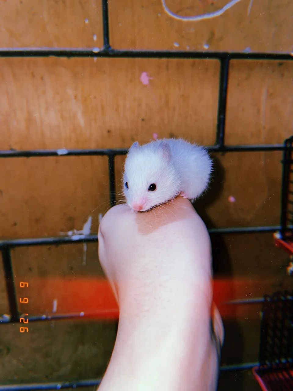 Hamster  - Foto 4