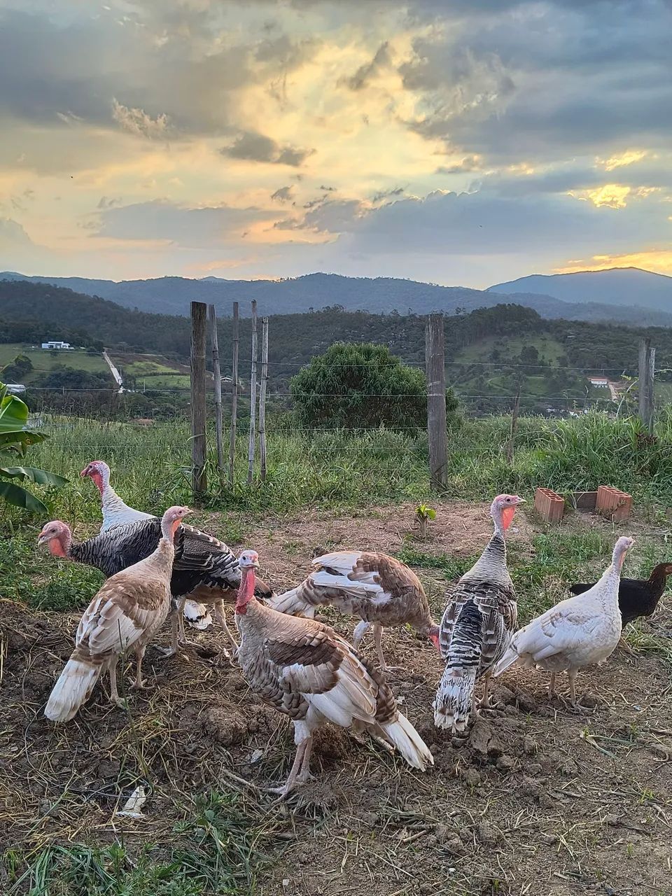Perus jovens a venda  - Foto 5
