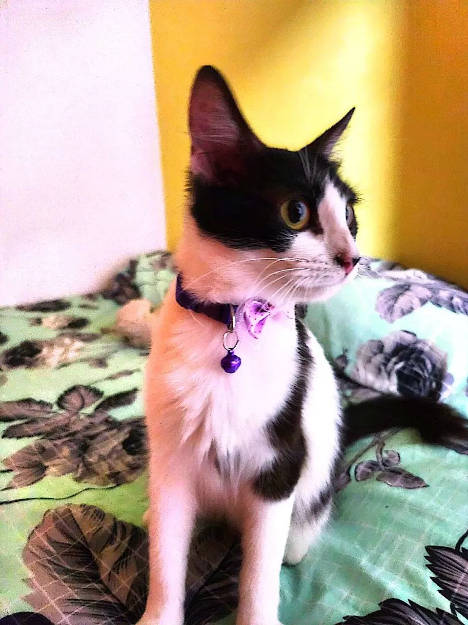 Gata - Foto 2