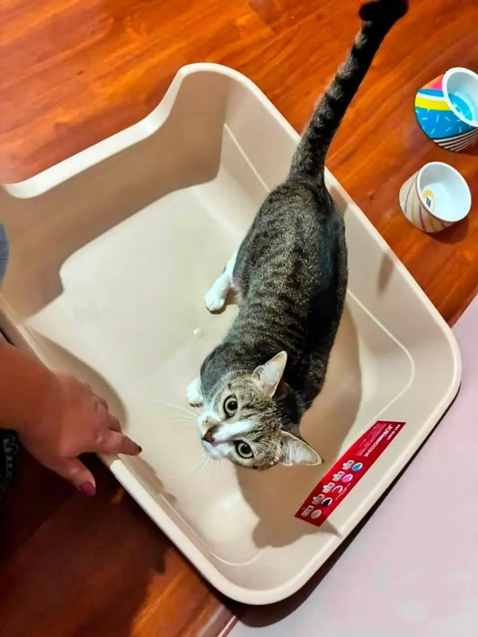 Pet siter - Foto 4