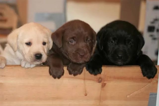 Labrador 2 Meses 