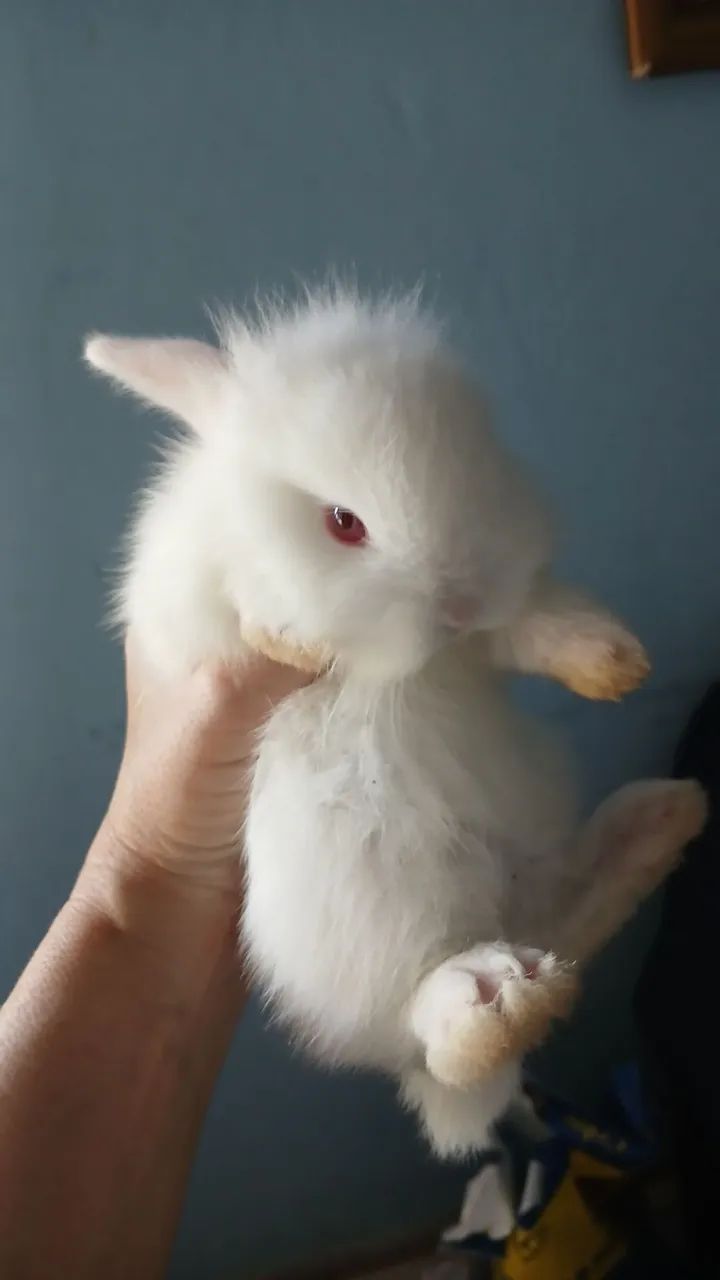 Vendo filhotes de coelho com um mês  - Foto 2