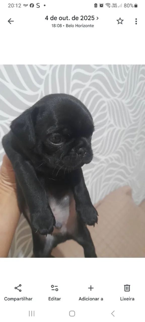 Pug Macho  - Foto 4