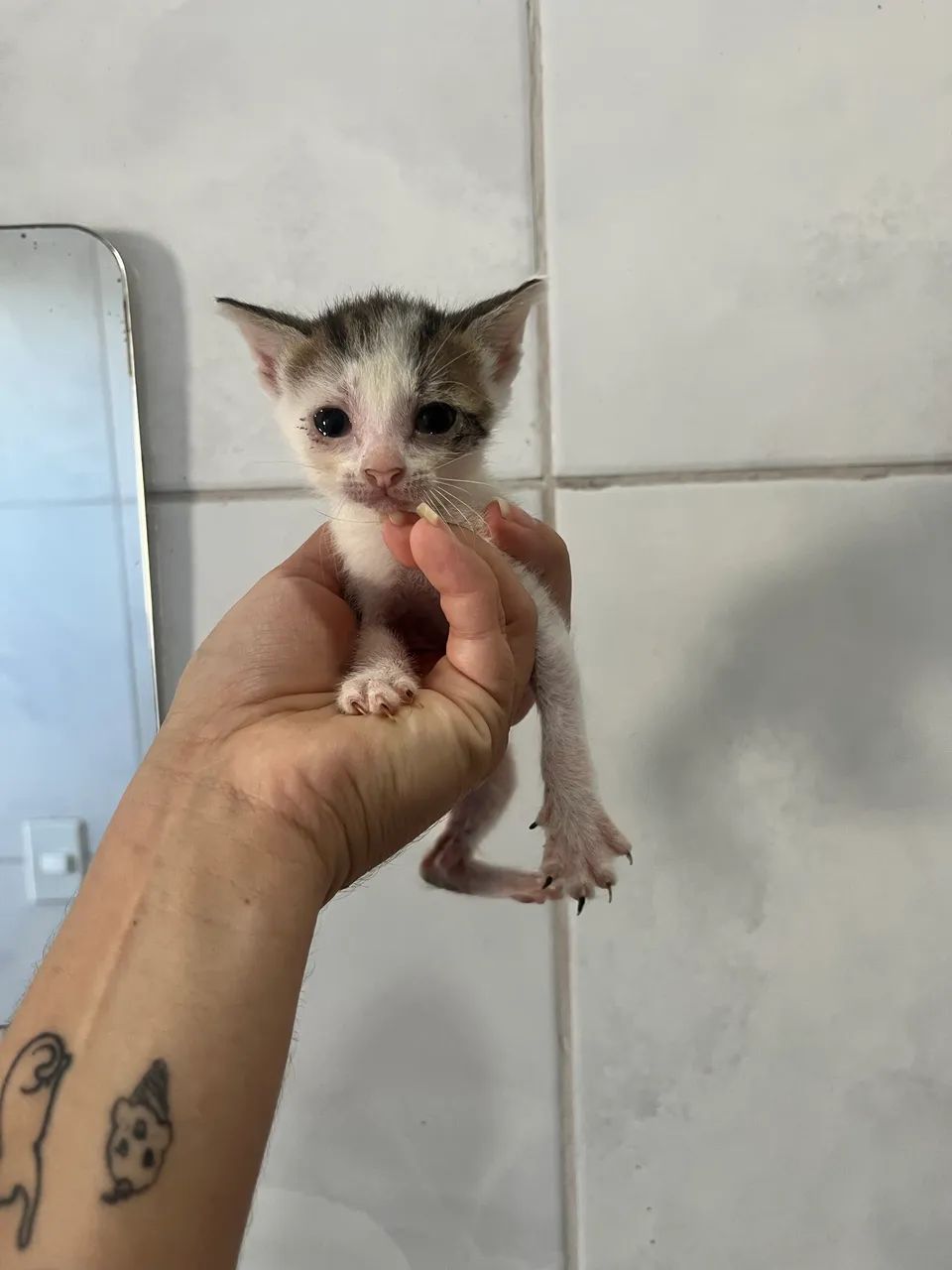 DOAÇÃO DE GATOS - Foto 4