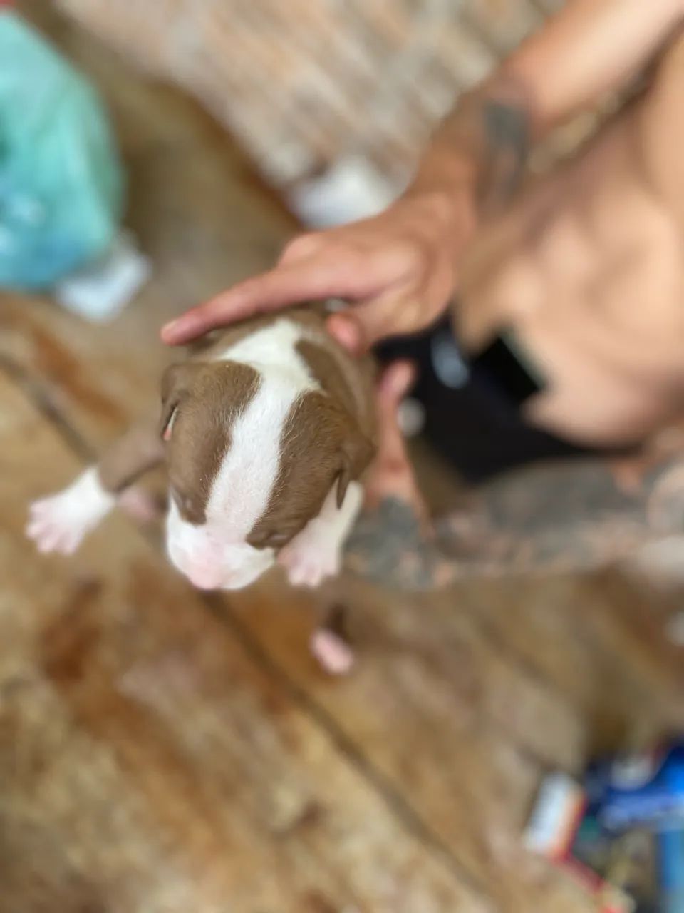 Cachorro pitbull Red nose