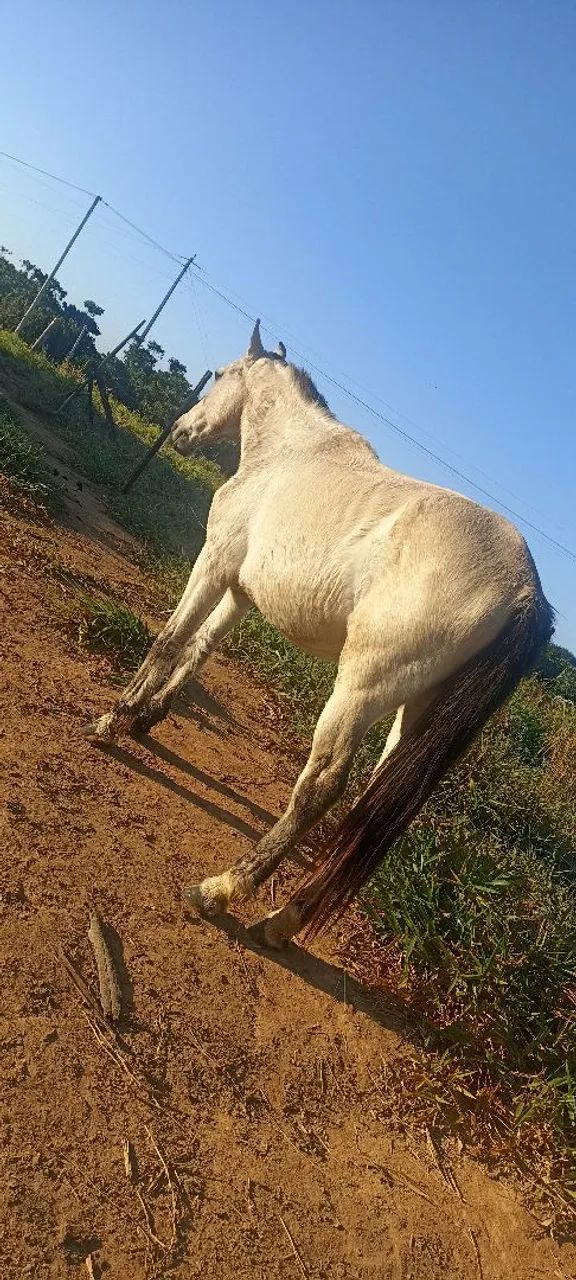 Cavalo  - Foto 2