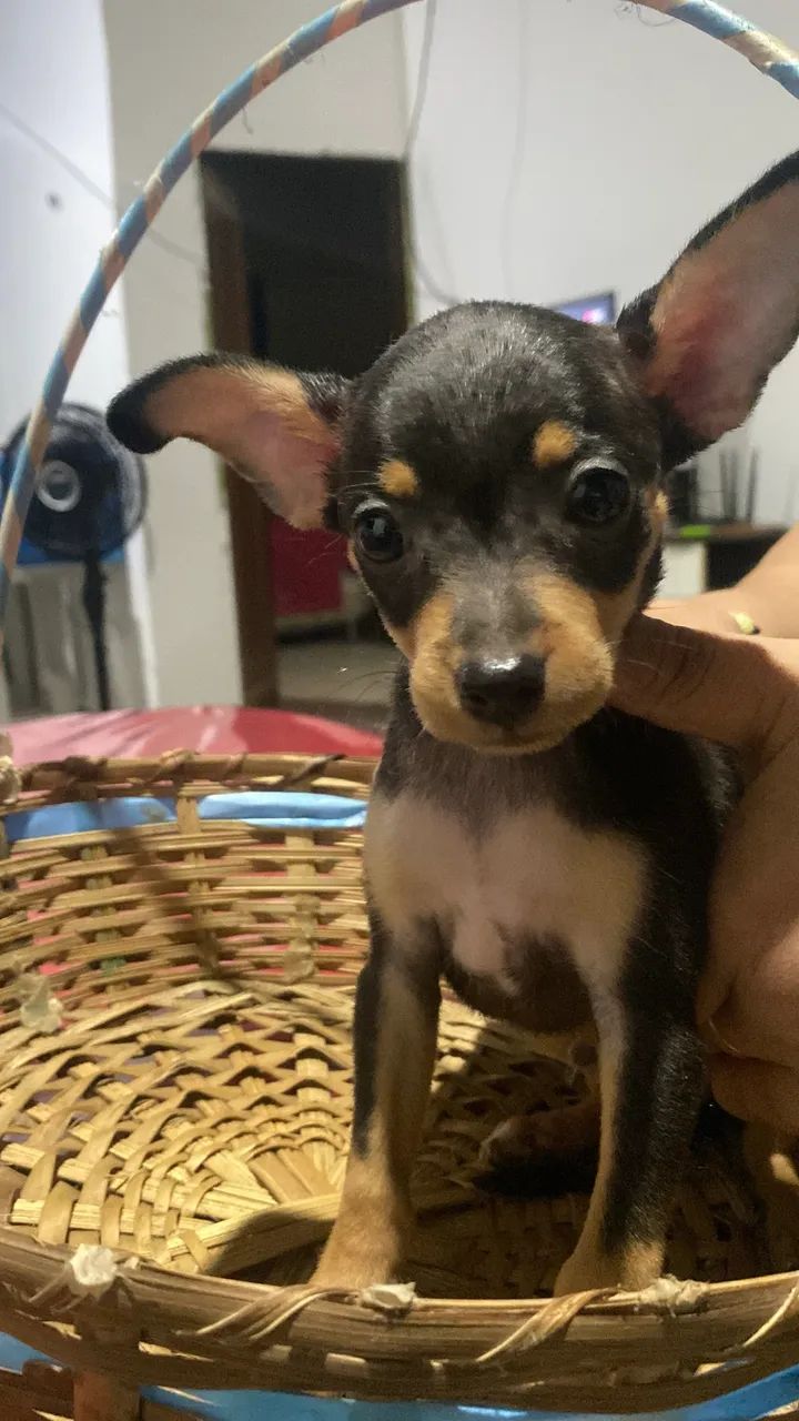 Pinscher filhote macho - Foto 2