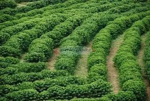 Chácara de cafe em Jardim Alegre - Foto 3