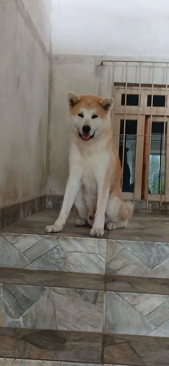 Akita  - Foto 5