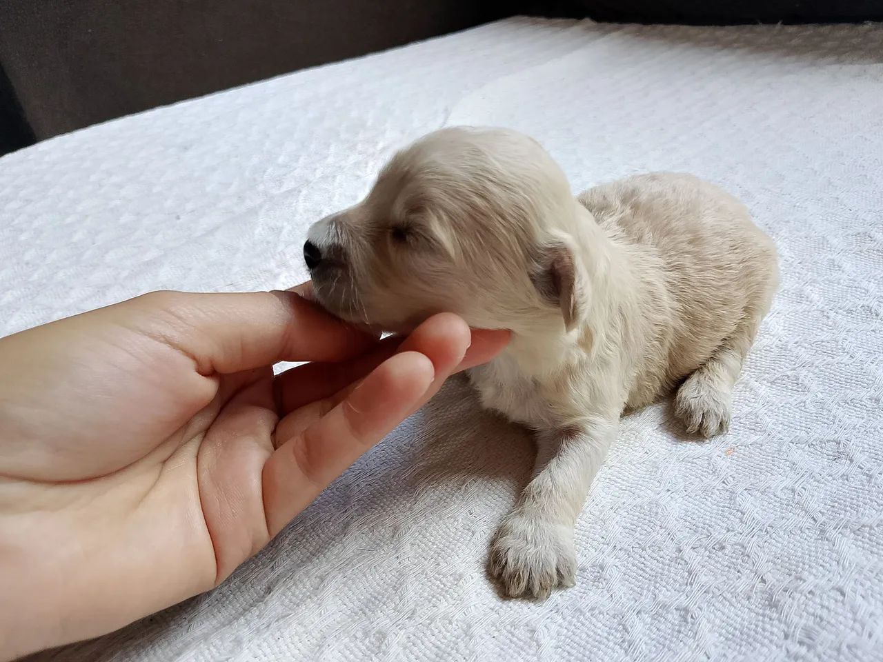 Filhotes de Poodle disponíveis! <br>