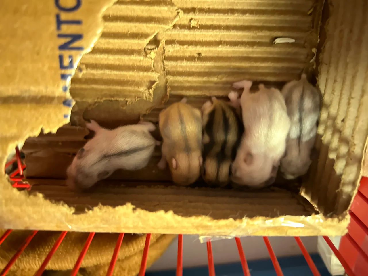 Hamster - Foto 3