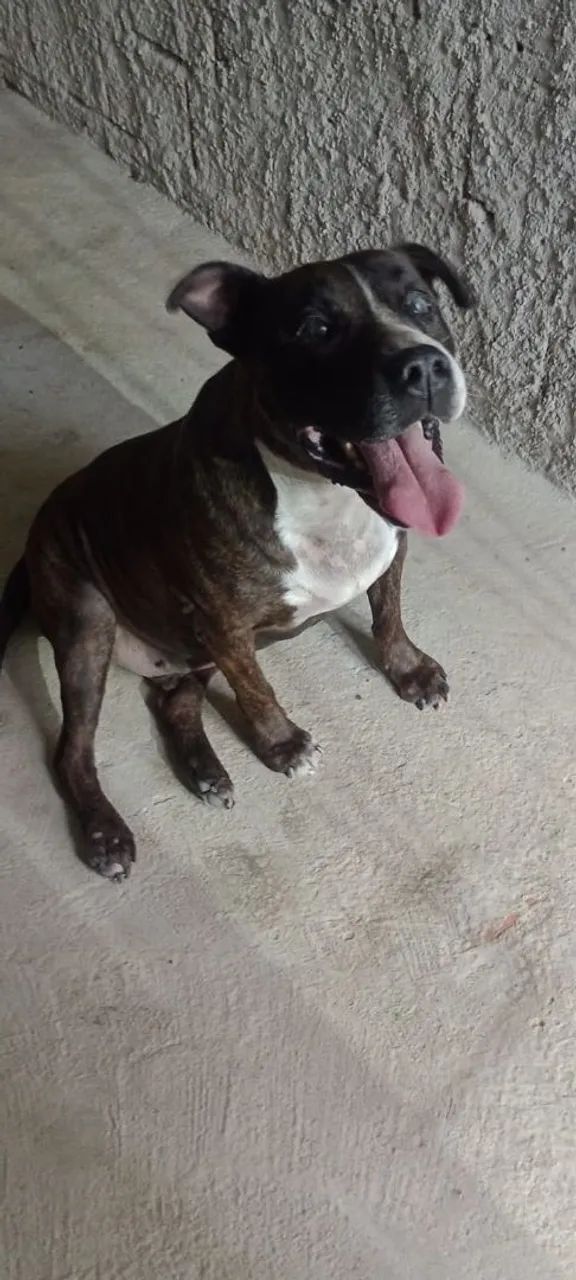 Pitbull para adoção  - Foto 2