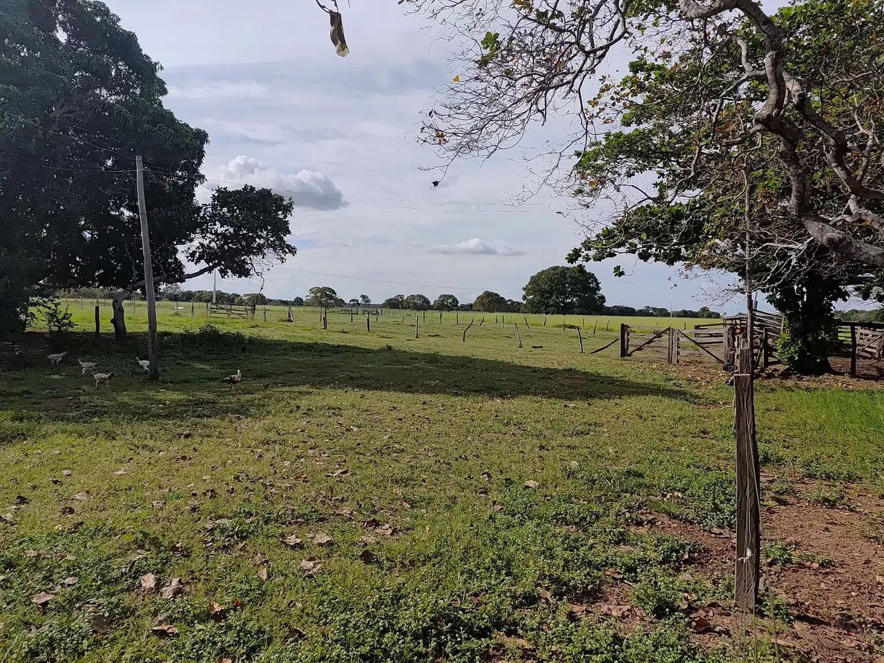 Fazenda á venda Próximo a Gurupi  - Foto 2