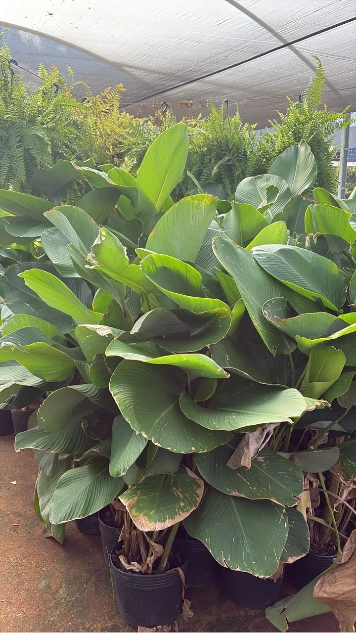 Muda de Maranta Charuto 