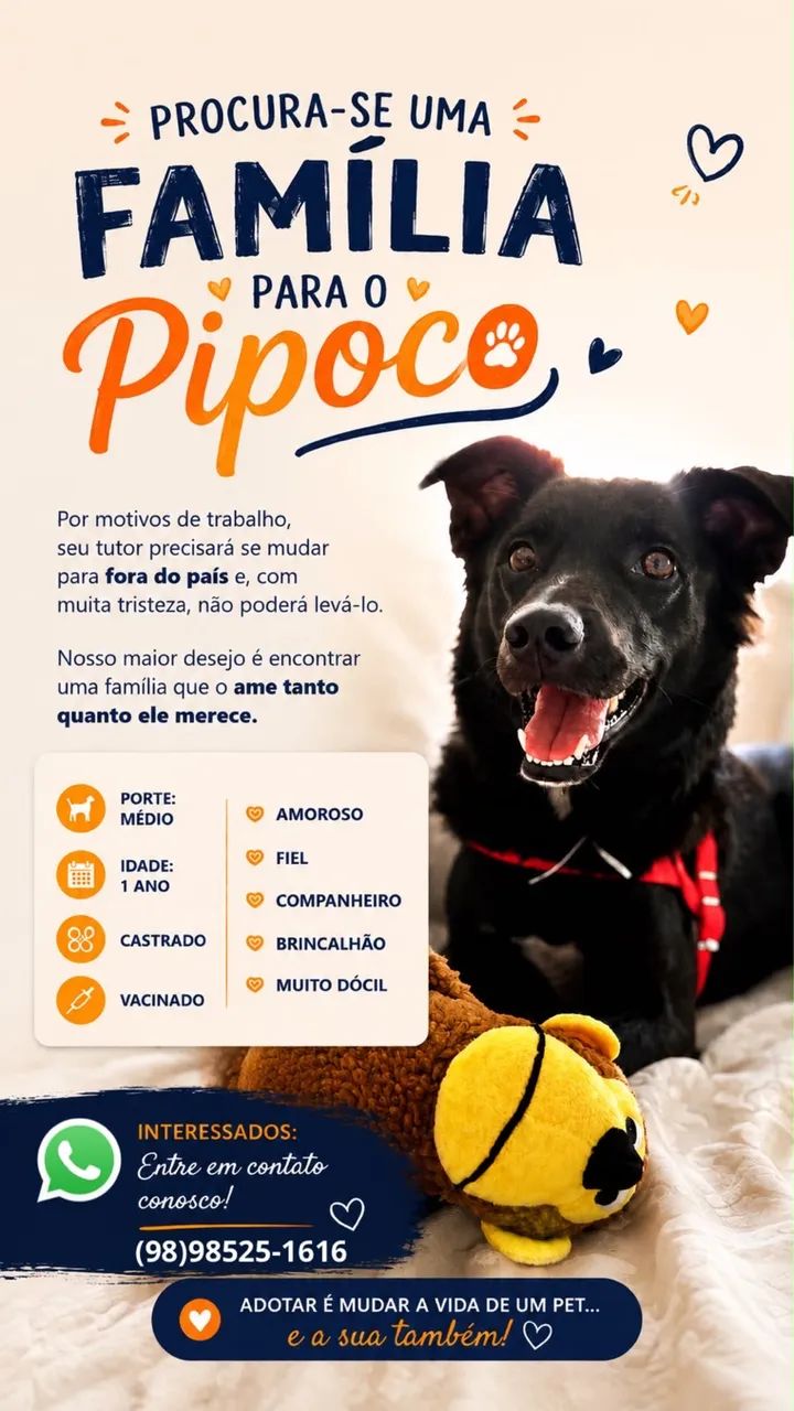 Adoção responsável  - Foto 2