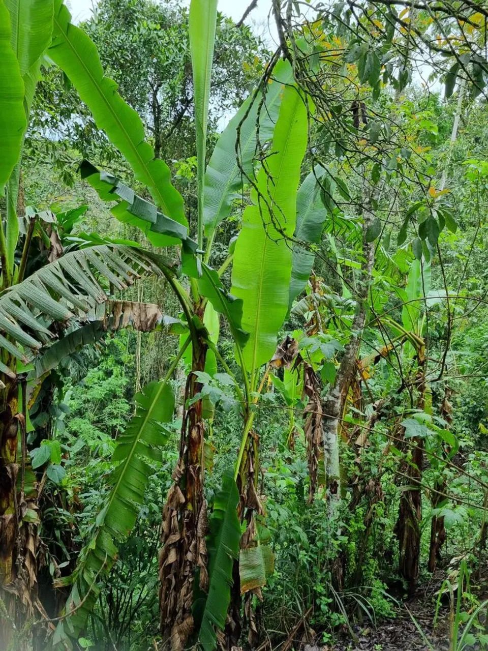 CHÁCARA À VENDA PERUIBE $150 MIL  - Foto 4