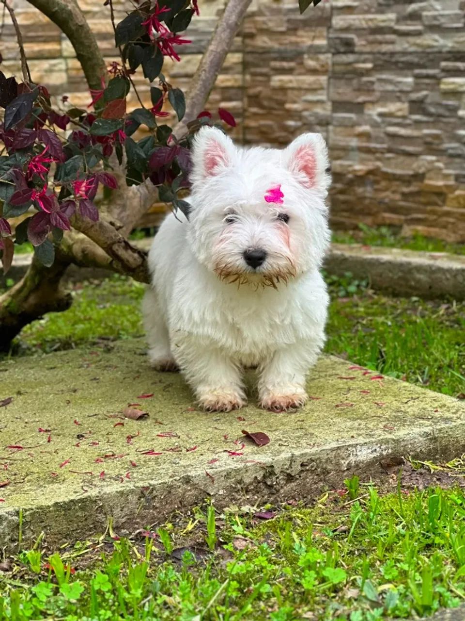 West Terrier 