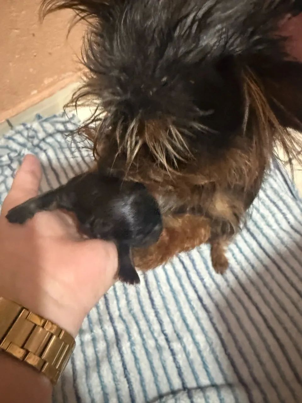 Cachorro  - Foto 4