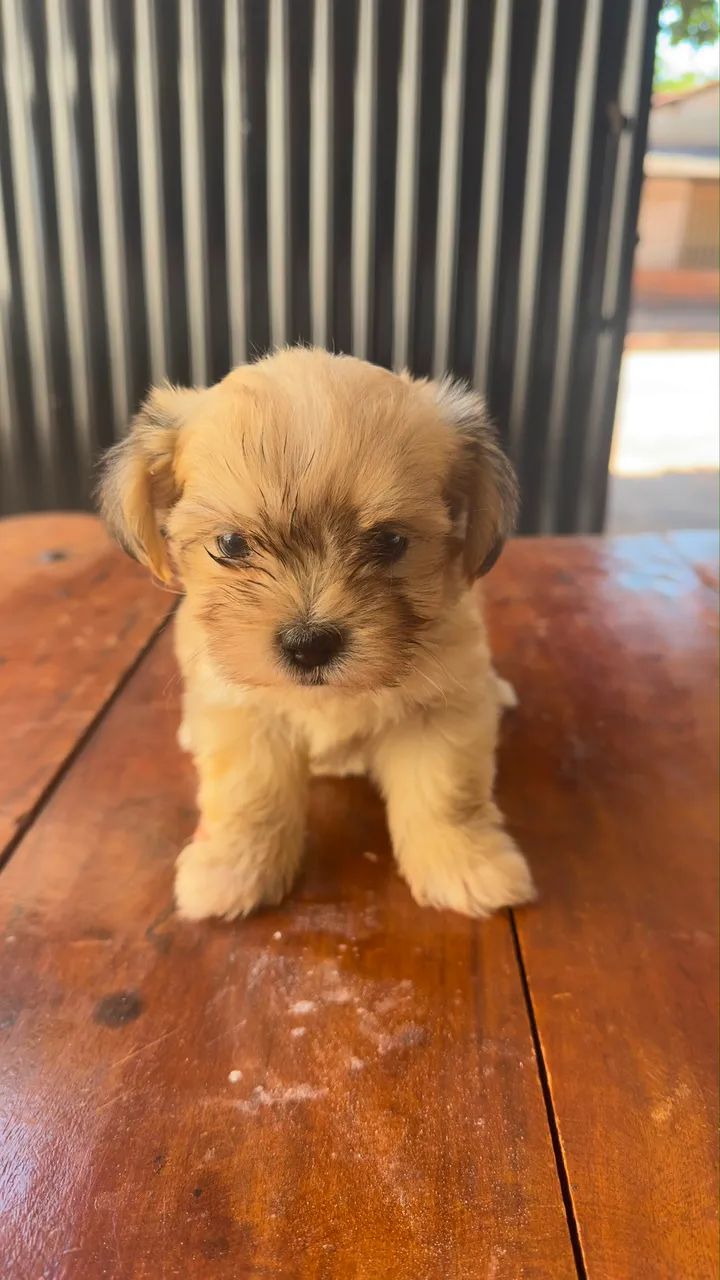 Lhasa Apso filhote  - Foto 5