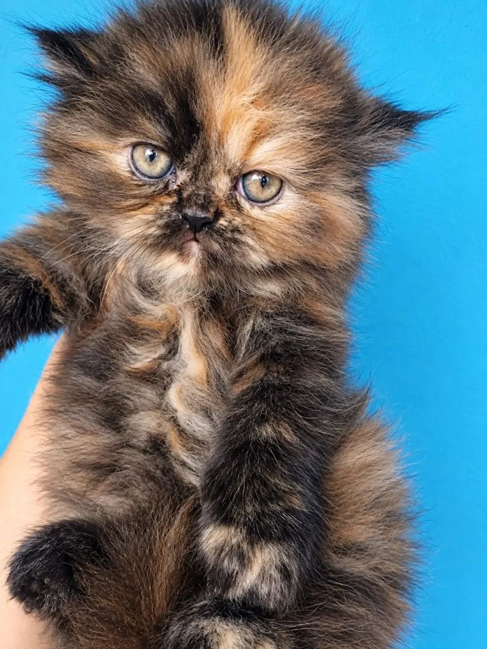 Gato persa - Foto 2