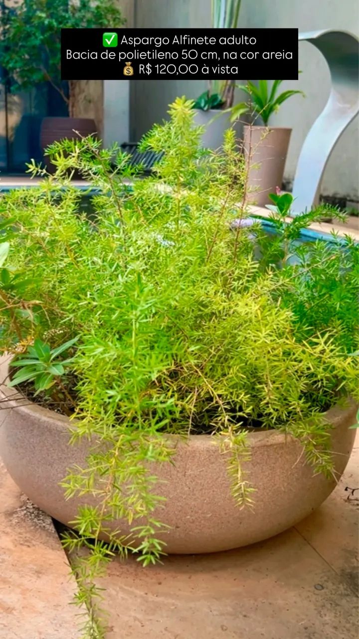 Plantas 
