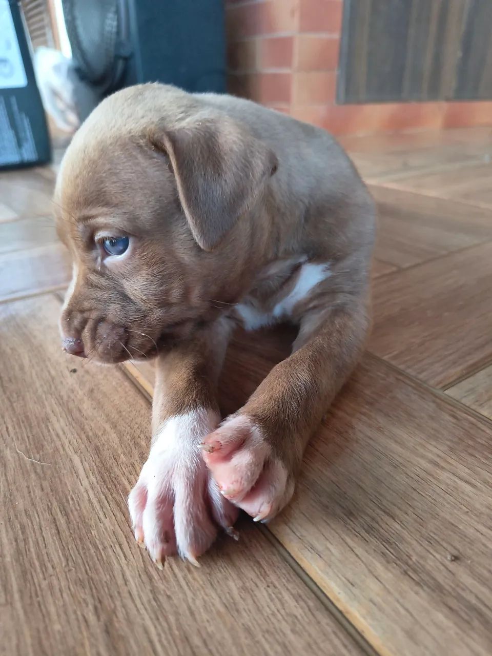 Pitbull - Foto 5