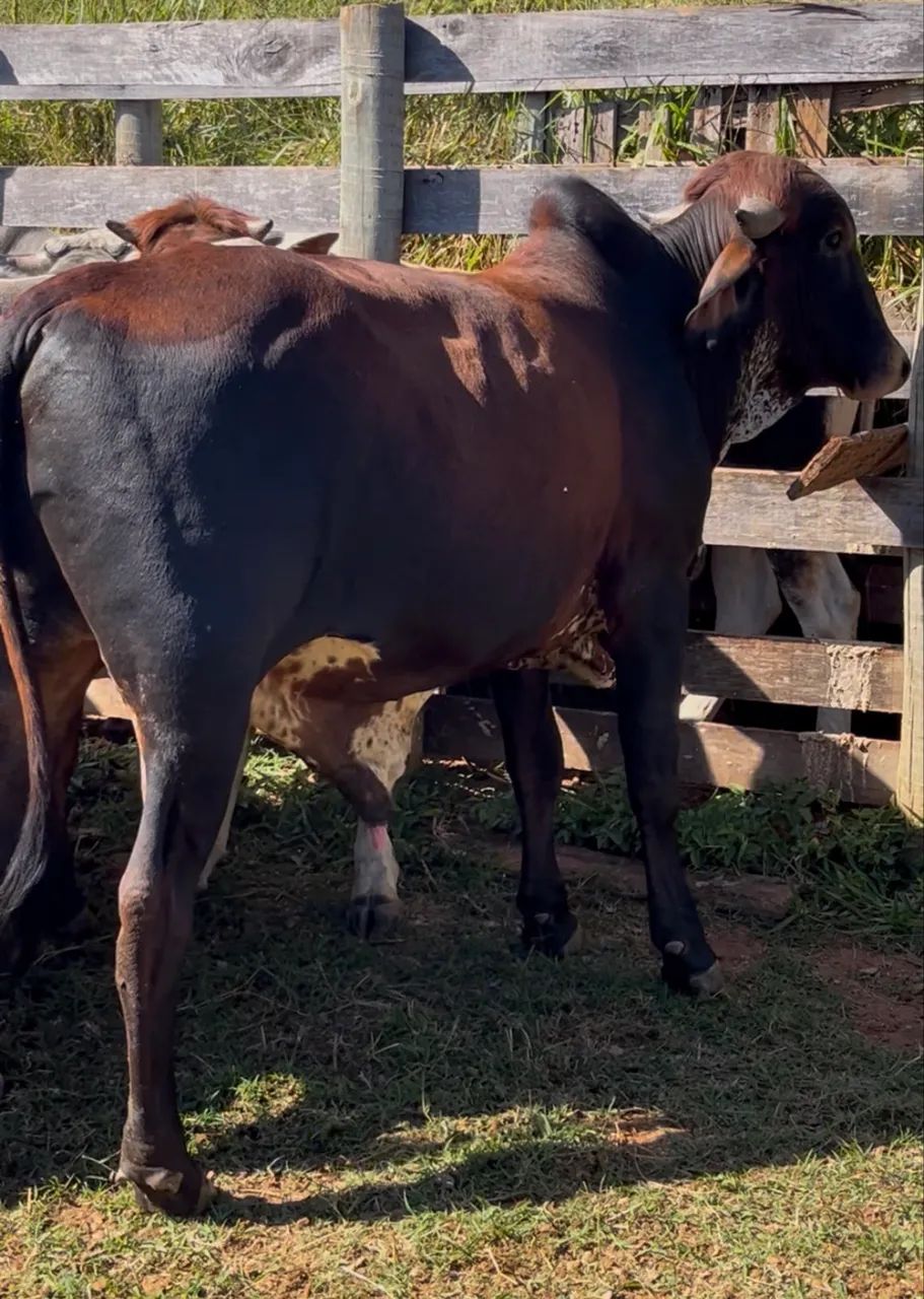 Touro Gir Leiteiro - Foto 4