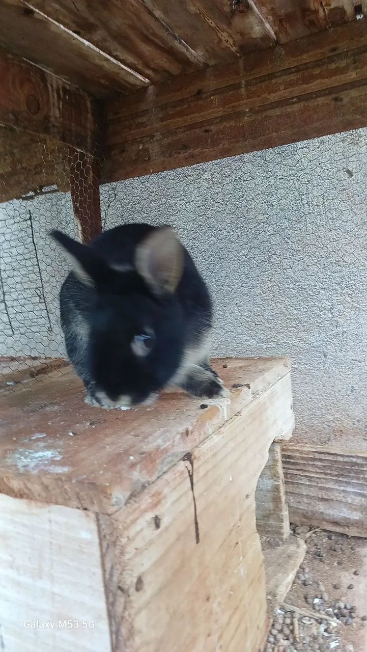 vendo coelhos  - Foto 4